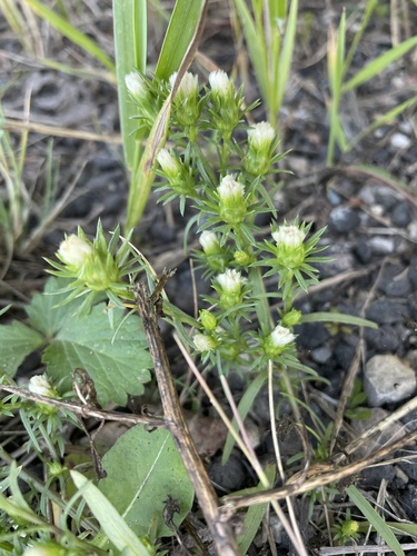 rayless annual aster