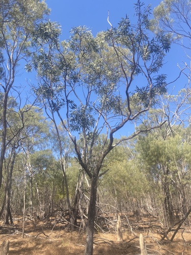 Eucalyptus tectifica observed 2026-07-26