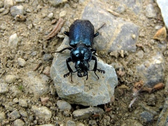 Platycerus caprea