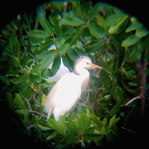 Western Cattle-Egret (Ardea ibis)