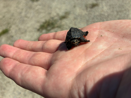Eastern Musk Turtle observed by prosserfriedman