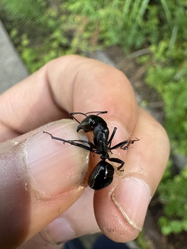 Camponotus spanis