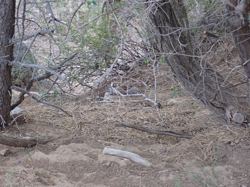 Rock Squirrel