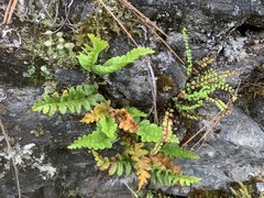 Polypodium hesperium