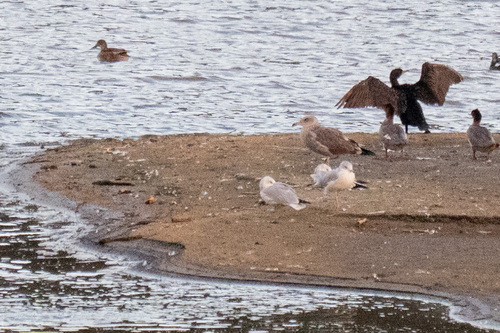 Western Gull
