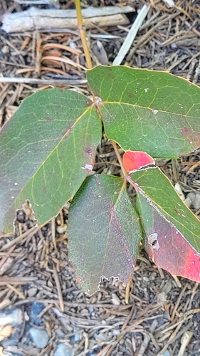 creeping mahonia