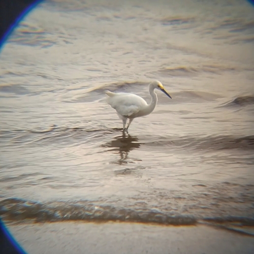Snowy Egret (Egretta thula)