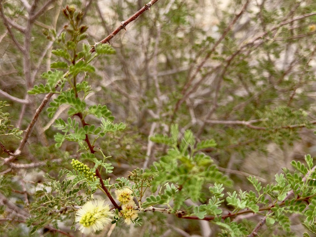 Senegalia greggii; photograph (c) Henrik Kibak, some rights reserved (CC BY)
