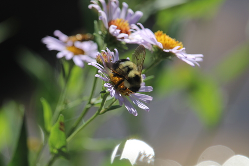 Half-black Bumble Bee