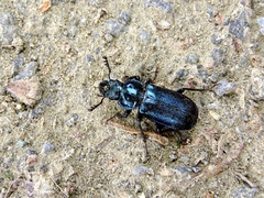 Platycerus caprea