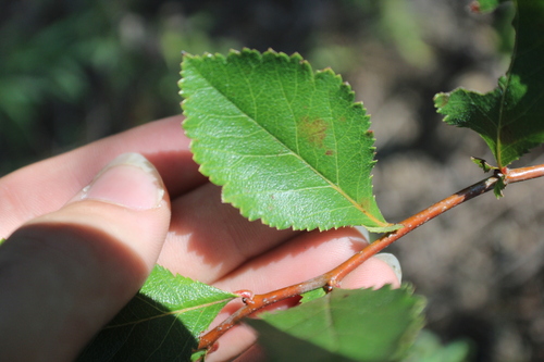 Crataegus berberifolia observed 2026-09-09