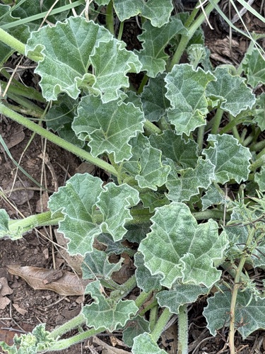 Apodanthera undulata, photograph 4
