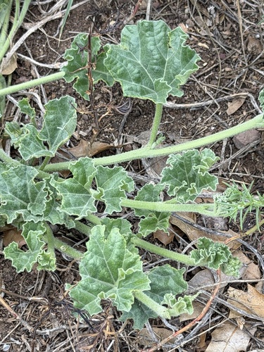 Apodanthera undulata, photograph 5