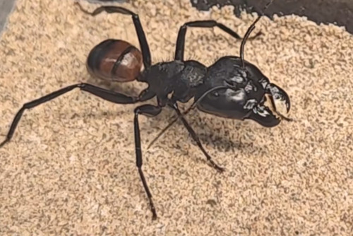 Camponotus satan