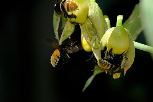 Cola de pato (Catasetum integerrimum)