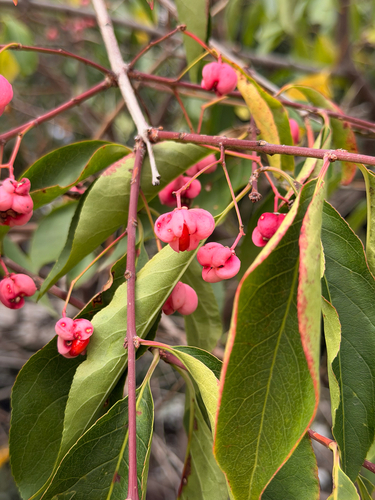 Euonymus maackii