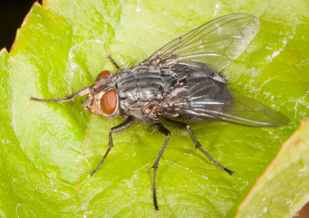 Bluebottle Flies