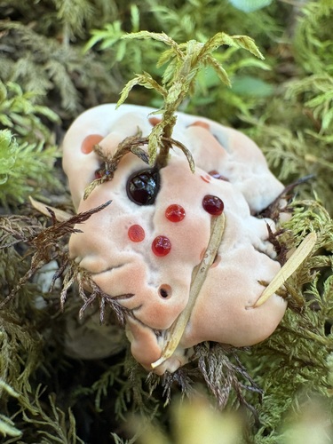 Red-juice Tooth