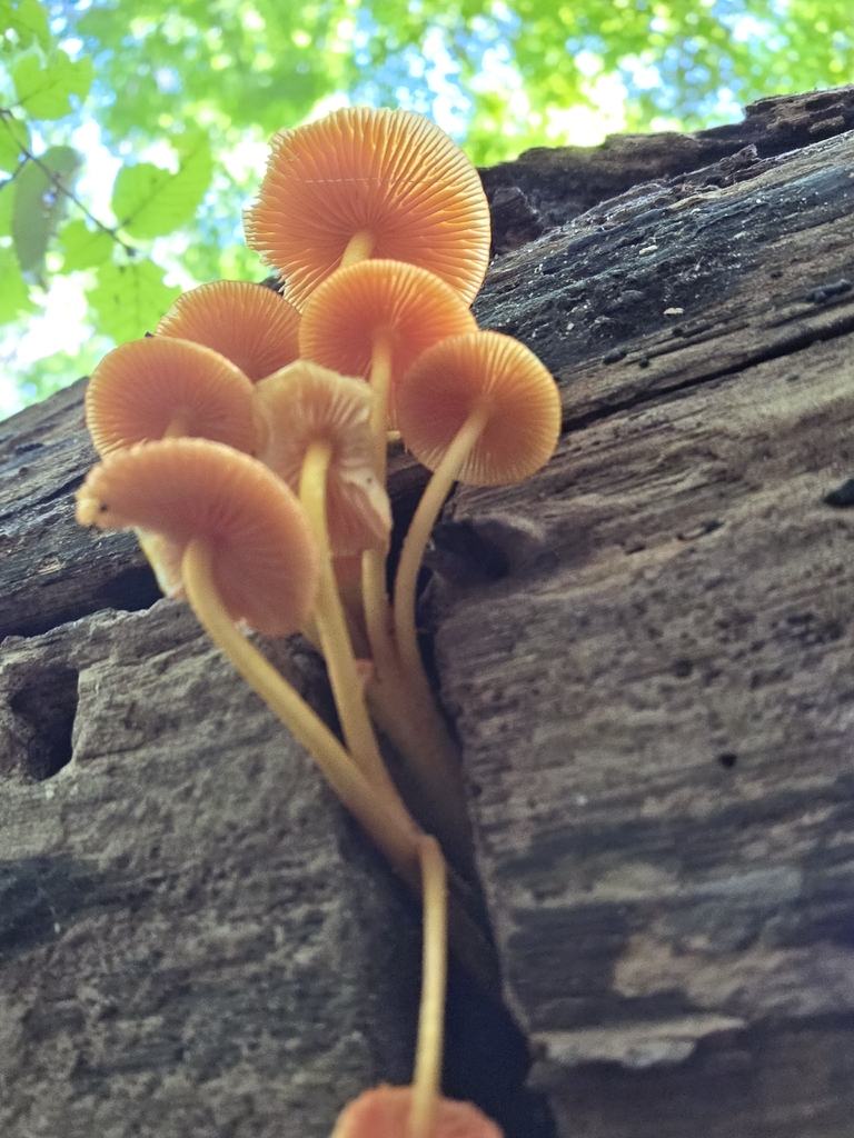 orange mycena · September 2026 · photo: Photo: no rights reserved · iNaturalist