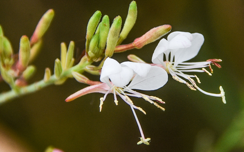 Longflower Beeblossom