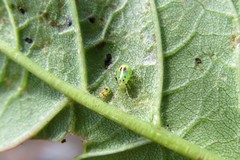 Tropidosteptes chapingoensis