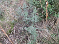 Artemisia messerschmidtiana