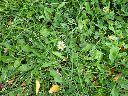 white clover