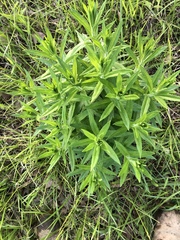 Lithospermum officinale