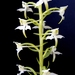 Platanthera chlorantha - Photo (c) Emilio, μερικά δικαιώματα διατηρούνται (CC BY-NC-ND)