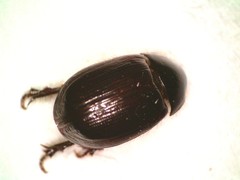 Hybosorus illigeri