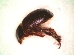 Hybosorus illigeri