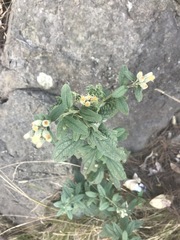 Baccharis sordescens
