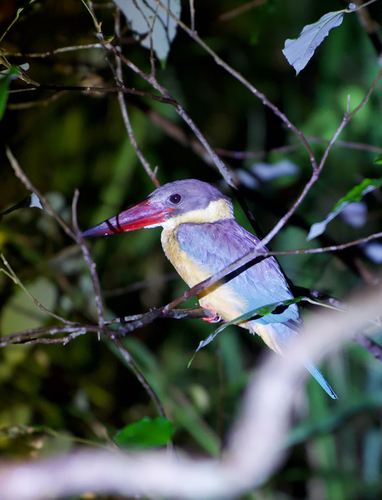 Stork-billed Kingfisher