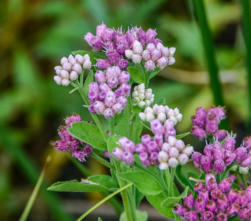 marsh fleabane