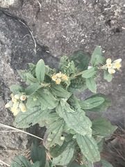 Baccharis sordescens