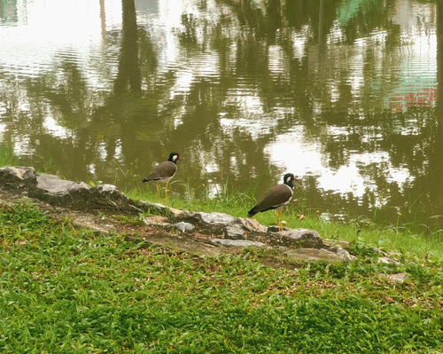 Red-wattled Lapwing