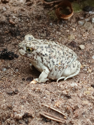 Mexican Spadefoot