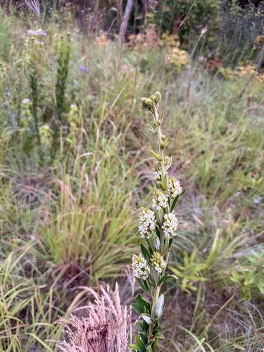 round-headed bush clover