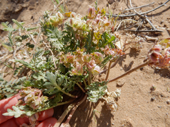 Cymopterus glomeratus