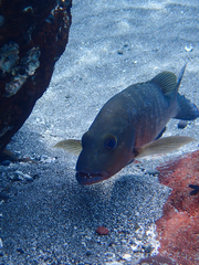 Lutjanus novemfasciatus