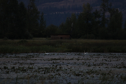 Trumpeter Swan