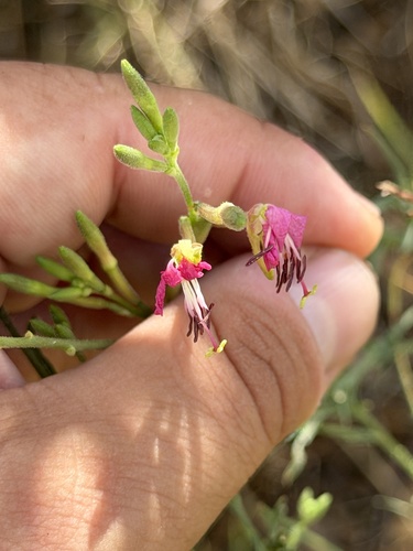 Oenothera suffrutescens