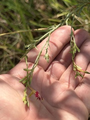 Oenothera suffrutescens, photograph (c) Ian McFaul, some rights reserved (CC BY)