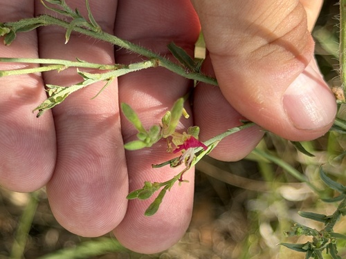 Oenothera suffrutescens, photograph 3