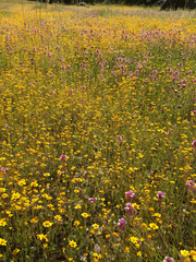 Castilleja densiflora gracilis