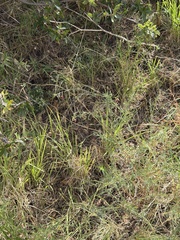 Oenothera suffrutescens, photograph (c) Ian McFaul, some rights reserved (CC BY)