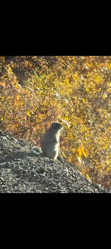 Arctic Ground Squirrel observed by hmarquis71