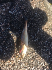 Pollachius pollachius