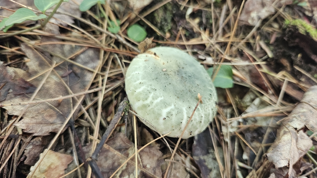 Blue-green Cracking Russula · September 2026 · photo: Photo: (c) Sam Bucciarelli, some rights reserved (CC BY) · iNaturalist