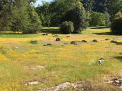 Castilleja densiflora gracilis
